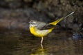 Grey Wagtail in Water