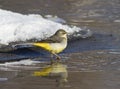Grey Wagtail on the winter ice-stream. Royalty Free Stock Photo