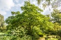 Grey walnut tree, Juglans cinerea Royalty Free Stock Photo