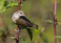 Grey Warbler in resting mode, waiting for prey, rural Turkey Royalty Free Stock Photo