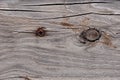 Grey weathered wood texture showing cracks, knots and growth rings with a rusted screw