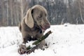 Grey weimaraner dog laying down, facing camera, chewing wooden s Royalty Free Stock Photo