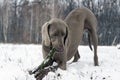 Grey weimaraner dog laying down, facing camera, chewing wooden s Royalty Free Stock Photo