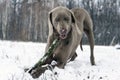 Grey weimaraner dog laying down, facing camera, chewing wooden s Royalty Free Stock Photo