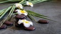 Grey wet spa background, white plumeria, bamboo and natural zen stones balance. Spa massage and treatment concept Royalty Free Stock Photo