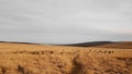 Grey Wethers, DartmoorNationalPark Royalty Free Stock Photo