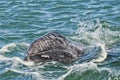 Grey whale calf portrait