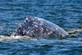 Grey whale close to whalewatching boat in magdalena bay baja california