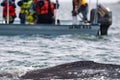 Grey whale close to whalewatching boat in magdalena bay baja california Royalty Free Stock Photo