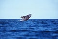 GREY WHALE eschrichtius robustus, ADULT BREACHING, BAJA CALIFORNIA IN MEXICO