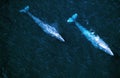 GREY WHALE eschrichtius robustus, AERIAL VIEW, BAJA CALIFORNIA IN MEXICO Royalty Free Stock Photo