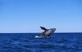 GREY WHALE OR GRAY WHALE eschrichtius robustus, ADULT BREACHING, BAJA CALIFORNIA IN MEXICO