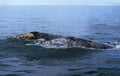 Grey Whale or Gray Whale, eschrichtius robustus, Adults, Heads at Surface, Baja California, Mexico