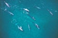 Grey Whale or Gray Whale, eschrichtius robustus, Group, Aerial View, Baja California in Mexico