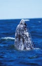 Grey Whale or Gray Whale, eschrichtius robustus, Head of Adult at Surface, Spy hopping, Baja California in Mexico