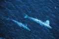 GREY WHALE OR GRAY WHALE eschrichtius robustus, PAIR, AERIAL VIEW, BAJA CALIFORNIA IN MEXICO