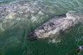 Grey whale mother and calf