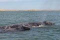 Grey whale mother and calf