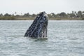 Grey whale mother nose going up
