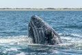 Grey whale spy hopping near whalewatching boat in magdalena bay baja california