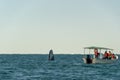 Grey whale spy hopping near whalewatching boat in magdalena bay baja california