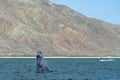 Grey whale spy hopping near whalewatching boat in magdalena bay baja california