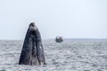 Grey whale spy hopping near whalewatching boat in magdalena bay baja california