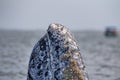 Grey whale spy hopping near whalewatching boat in magdalena bay baja california