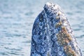 Grey whale spy hopping near whalewatching boat in magdalena bay baja california