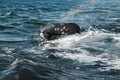 Grey whale surfaces in Baja California on Mexico`s Pacific coast Royalty Free Stock Photo