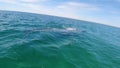 A grey whale watching bcs baja california sur close approach to the boat