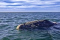 Grey Whales Eschrichtius robustus in their winter birthing lagoon at Adolfo Lopez Mateos in Baja California