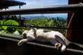 Cat Resting on Ledge in Jiufen