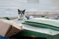 Grey and white adult, feral cat sitting on a green garbage dumpster