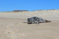 Grey and white harbor seal pup sunning on sandy coastal ocean beach Royalty Free Stock Photo