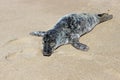 Grey and white harbor seal pup sunning on sandy coastal ocean beach Royalty Free Stock Photo