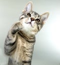 Grey, white, back, and tan tiger stripe kitten holding up a paw