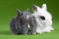 Grey and white bunny, isolated on green