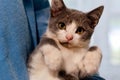 Grey and white cat with burnt whiskers and cute paws sitting on man hand