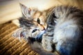 Grey-white cat curled up Royalty Free Stock Photo