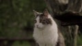 Grey-white cat feeling curious and nervous when seen something interesting.