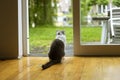 Grey and white cat inside home sitting, looking towards the outside garden through a glass door. View from behind Royalty Free Stock Photo