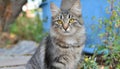 Grey and white cat itting in front of white background