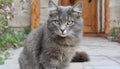 Grey and white cat itting in front of white background