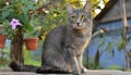 Grey and white cat itting in front of white background