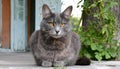 Grey and white cat itting in front of white background