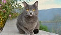 Grey and white cat itting in front of white background