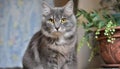 Grey and white cat itting in front of white background