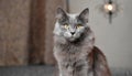 Grey and white cat itting in front of white background