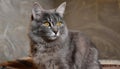 Grey and white cat itting in front of white background